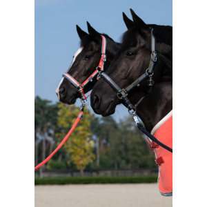 The Eskadron Double Pin Headcollar worn by a dark bay horse while the horse behind wears a colour variation.